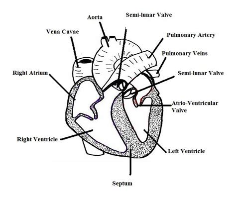 Horse Life and Love: All About ......The Horse's Circulatory System