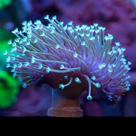 Aqua-Cultured Long Polyp Toadstool Leather Coral - Vivid Aquariums