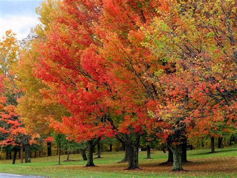 Fall Foliage Hike - UVM Bored