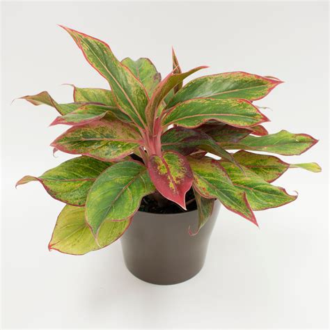 Delray Plants Live Red Aglaonema Easy to Grow House Plant, in 6-inch ...