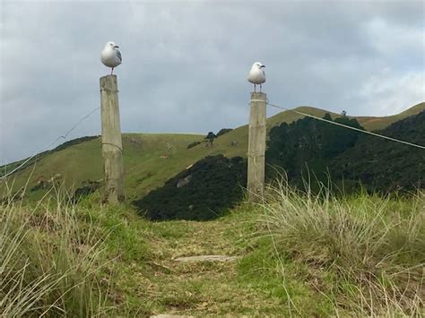 THE ROAD TAKEN : Absolute Beachfront: Tauranga Beach Holiday Park