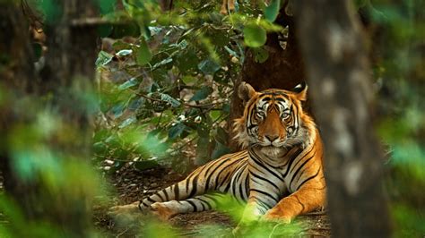 We Now Know Why Tigers' Bright Orange Color Is Actually Excellent ...