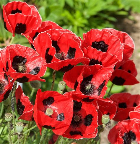 Poppies (papaveraceae} by Chriscr | ePHOTOzine