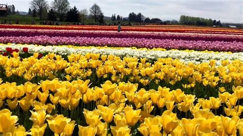 Tulip Gardens In Usa | Fasci Garden