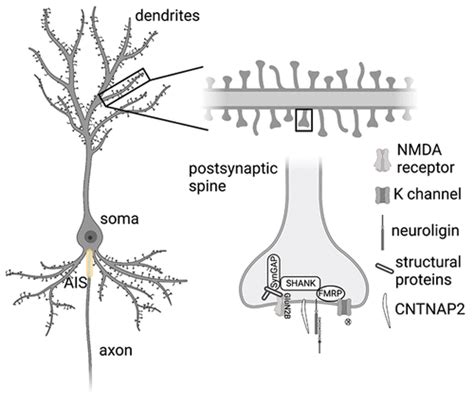 Dendritic Spine Synapse