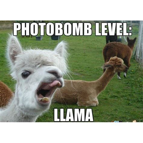 The 9 Funniest Llama Memes: Kendrick Llama, Llama Del Rey, and More ...