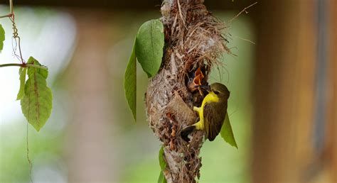 Images reveal 5 scientifically amazing bird nests