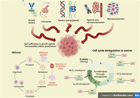 Assessment of proliferative activity in breast cancer - Clinical ...