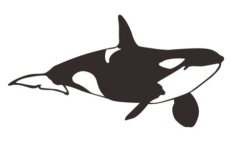 Orca Whale On Transparent Background 24036541 PNG