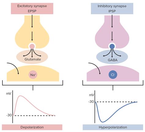 Synapses model chemical synapse synapse medical anatomy of the human ...