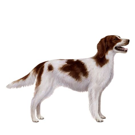 Irish Red and White Setter Breed Information & Insights | Basepaws