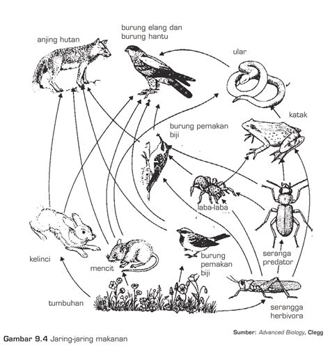 Gambar Pengertian Contoh Jaring Makanan Usaha321 Net Ekosistem Darat ...