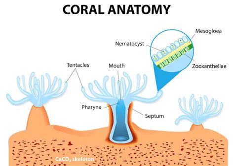 What is coral bleaching?