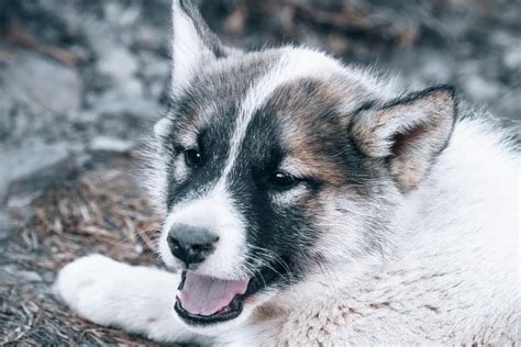 A Complete Guide To The Utonagan | Your Dog Advisor