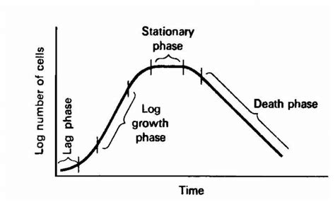 Typical Growth of curve i).The Lag Phase The lag phase represents the ...