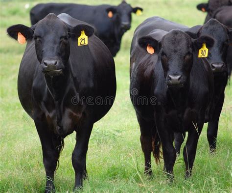 Black Angus Farm. Black angus cattle farm in the western United States ...