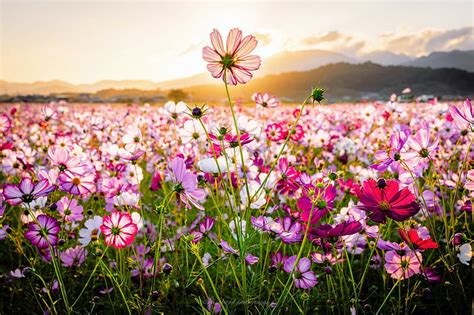 Wildflower field, mountain, wildflowers, spring, cosmos, bonito, carpet ...