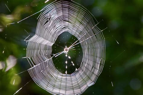 Spiny-orb spider, photographed at MacArthur Beach State Park, North ...