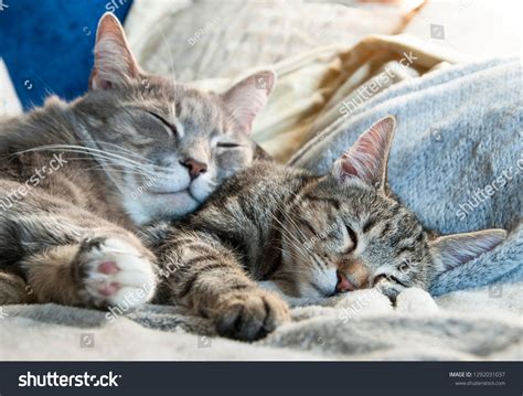 15,327 Two Cats Sleeping Images, Stock Photos & Vectors | Shutterstock