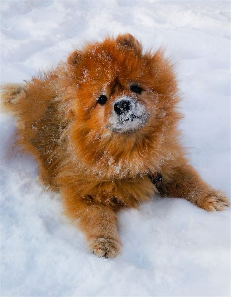 Help Your Pet Weather the Weather | by Lauren Lynn Bradley | Writers ...