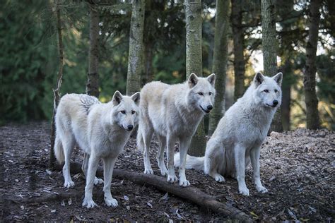 Grey Wolf Pack Photograph by Mark Newman - Pixels