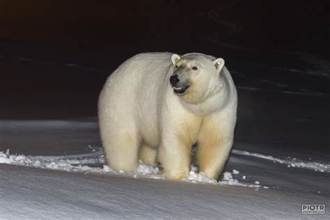 Black skin of a polar bear - Polarpedia