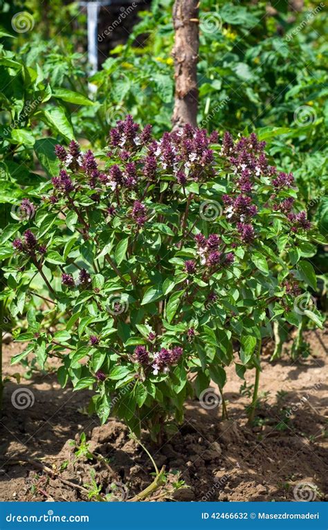 Cinnamon Basil stock photo. Image of agriculture, plant - 42466632