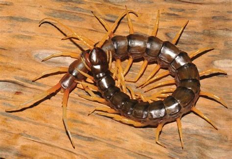 Types of Centipedes: 8 of the Most Fascinating Centipede Species - A-Z ...