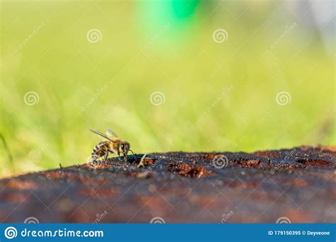 Honey Bee Macro Photography Stock Image - Image of closeup, summer ...