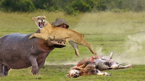 Big Battle Hippo vs Lion Scary Hippo Attack Lion! What Happens When ...