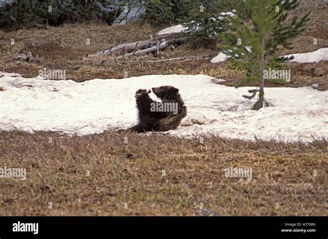 Grizzly bear cub playing Stock Photo - Alamy