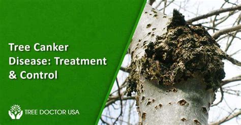 Tree Canker Disease: Treatment & Control