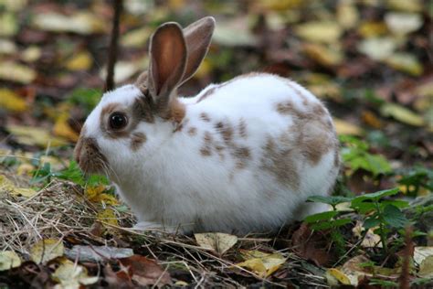 The English Spot Rabbit - Top Facts & Guide