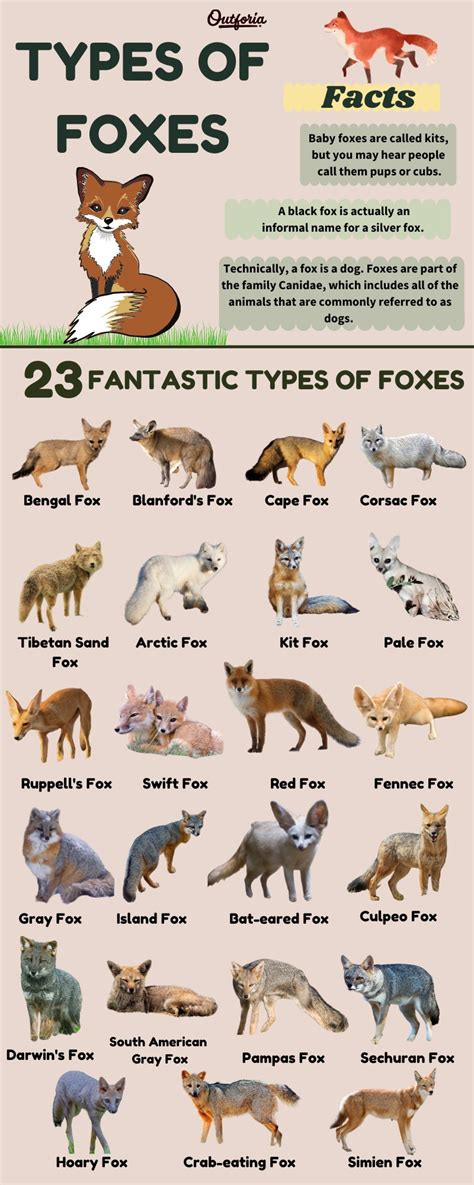 What Animal Family Does A Fox Belong To