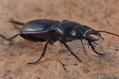 Ground Beetle Macro Photography