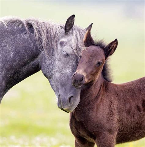 Managing a newborn foal for optimum health – Veterinary Practice News