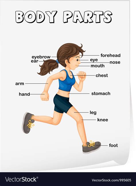 Body Parts Diagram : The human body | Science lessons for grade 1 : The ...