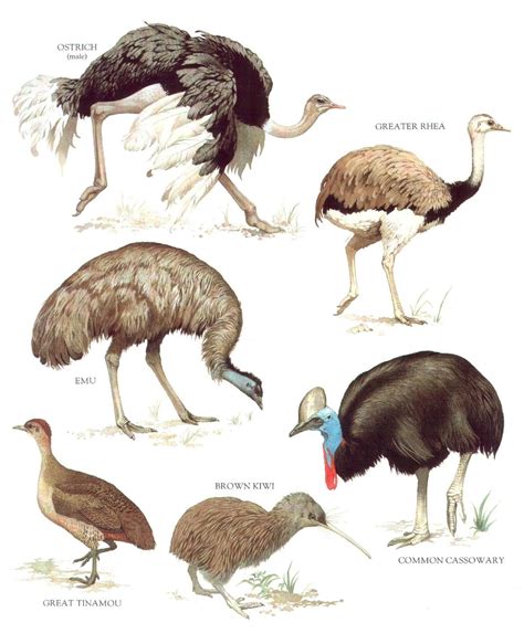 Extinct Animals, Prehistoric Animals, Animal Species, Bird Species ...