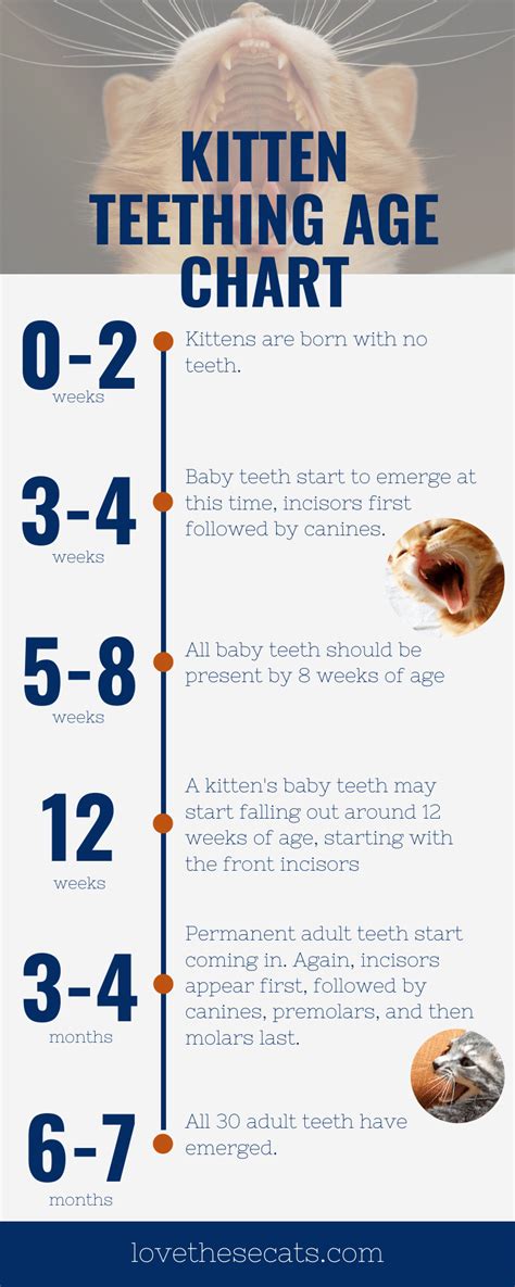 Kitten Teeth Age Chart