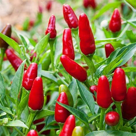 Thai Hot Culinary Chili Samen - Preis €2.00