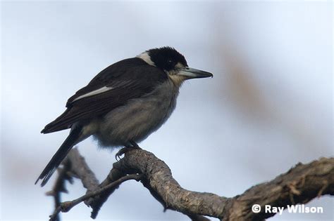 Ray Wilson's Bird & Wildlife Photography - Australia 2010 : Cape Conran ...