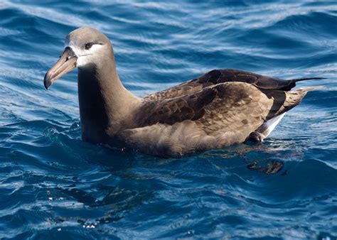 Black-footed Albatross | Audubon Field Guide