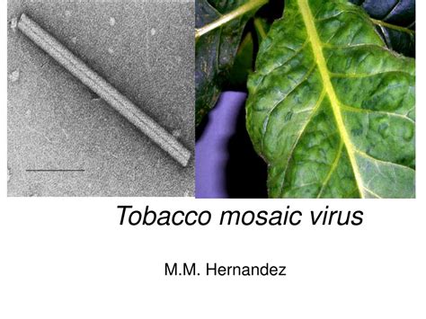 PPT - Tobacco mosaic virus PowerPoint Presentation, free download - ID ...