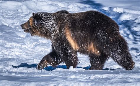 Photo Grizzly bear Snow Side Animals