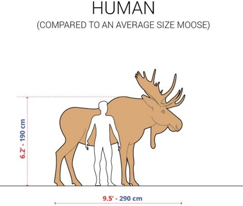 5 Weird Images That Show How Big a Moose Is - RV Troop