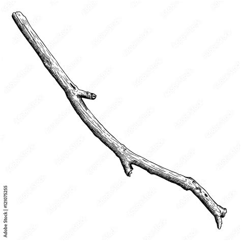 Detailed and precise ink drawing wood twig, isolated on white forest ...