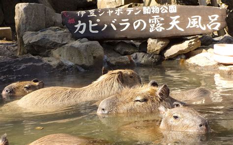 Izu Shaboten Park's Capybara Onsen