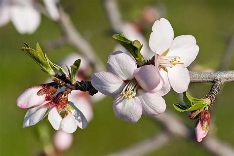 The Light Seed: The Almond Tree: the promise and the beauty, a symbol ...