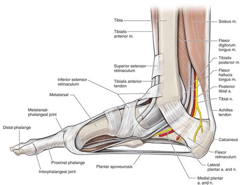 Lower Leg And Foot Anatomy | Hot Sex Picture