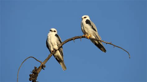 White-tailed Kite | Audubon Field Guide